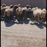 تعدادی میش