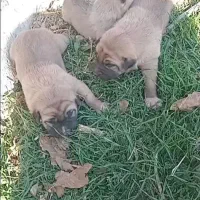 سگ سرابی شجره دارا درجه یک