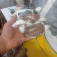 جوجه کبوتر|پرنده|آستانه اشرفیه, |دیوار