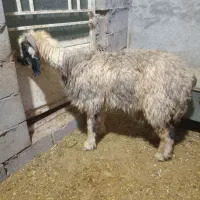 میش داشتی فروشی|حیوانات مزرعه|شوشتر, |دیوار