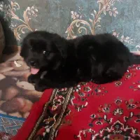 سگ مالتیز کراس