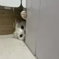 گربه