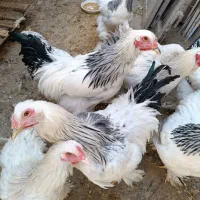 خروس برهما|حیوانات مزرعه|ابریشم, |دیوار