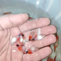 پلاتی میکی موس خوش رنگ وباکیفیت