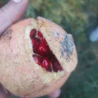 انار درجه دو ویک قیمت پایین|حراج|کوهنانی, |دیوار