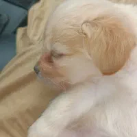 توله سگ سه ماهه شیتزو