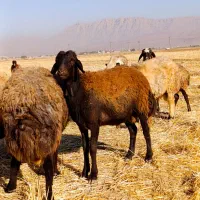 بره و شیشک قوچ غزل افشار|حیوانات مزرعه|خانمیرزا, |دیوار