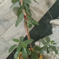 گل فیکوس جنگلی