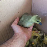 بارجوجه غاز دو رگ رسید(دهکده طیور شریعت)