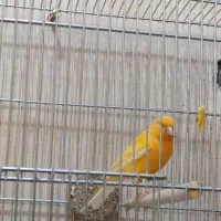 قناری نر بخون|پرنده|قم, پردیسان|دیوار