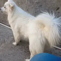 سگ ماده|سگ|میناب, |دیوار