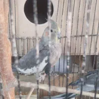 ۲ سال که دارم تنها هستش میخوام بفروشم|پرنده|گنبد کاووس, |دیوار