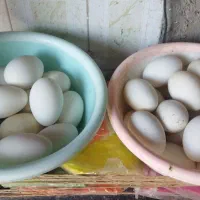 تخم نطفه دار غـاز (بَت)موجود