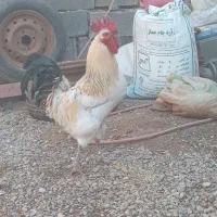 با مرغم معاوضه میکنی|حیوانات مزرعه|تربت جام, میان جام|دیوار