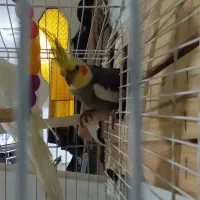 یک عددعروس هلندی