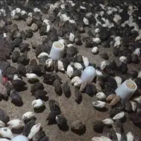 تخم نطفه دار بلدرچین بلدرچین گوشتی