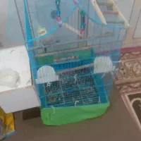 عروس هلندی|پرنده|امیدیه, |دیوار