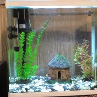 خرگوش و ماهی و کبوتر|موش و خرگوش|شهرکرد, |دیوار