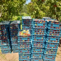 باغ نقلی|فروش خانه و ویلا|میاندوآب, |دیوار