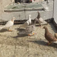 کفتر