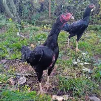 فروش جوجه مرغ لاری با اصالت