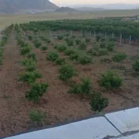 باغ سند تک برگ