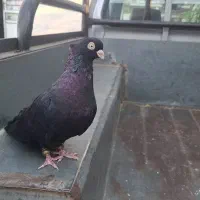 3جفت صرب معاوضه وفروش|پرنده|دوگنبدان, |دیوار