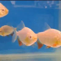 چانا و آروانا