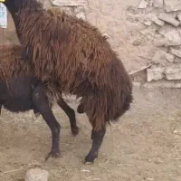 میش و بره ماده پای قوچ وبره نر