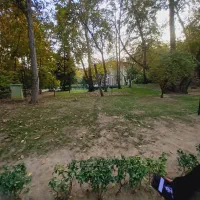 سگ پیدا شده محدوده هشتگرد