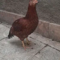 شهرک شهید باهنر حر51