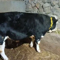 گوساله نر  فی ۶۵۰ کیلوی