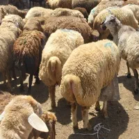 قصابی و دامداری عبدی|حیوانات مزرعه|اردبیل, |دیوار