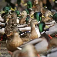 اردک محلی تو عکس معلومه همه صحرا