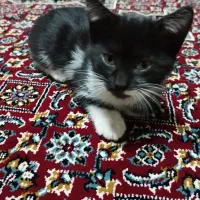 واگذاری رایگان گربه