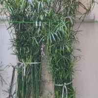 نخل مرداب|گل و گیاه طبیعی|تهران, خاوران|دیوار
