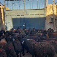 گوسفند قزل افشار و قره قزل
