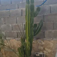 گل ودرخت