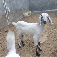 گیسه پاکستانی