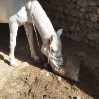 اسب آرام و باری
