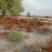 فروش-زمین-باغات