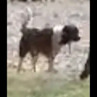 سگ گمشده مژدگانی