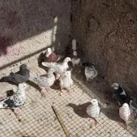 تعدادی  کبوتر مایه