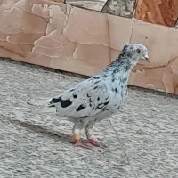 جفت دورگ وجفت دمسفیدپابلند