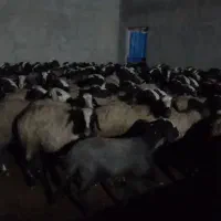 میش های بسیار درشت و وزن بالا و دوقلوزاء شال|حیوانات مزرعه|شال, |دیوار