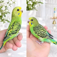 جفت جوجه مرغ عشق رام دستی دونه خور