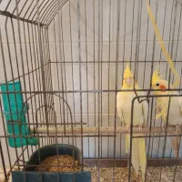 فروش عروس هلندی  کار کرده