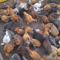 ۲۰۰ عدد جوجه گلپایگانی