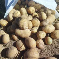 سیب زمینی بذری