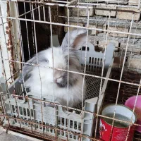 واگذاری خرگوش